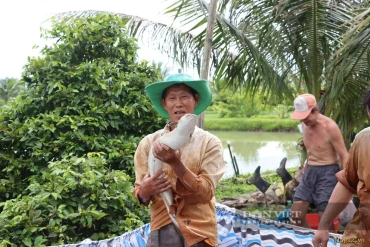 "Vua Cá" Cà Mau: Bí quyết làm giàu tiền tỷ từ hai ao nuôi theo chuẩn VietGAP