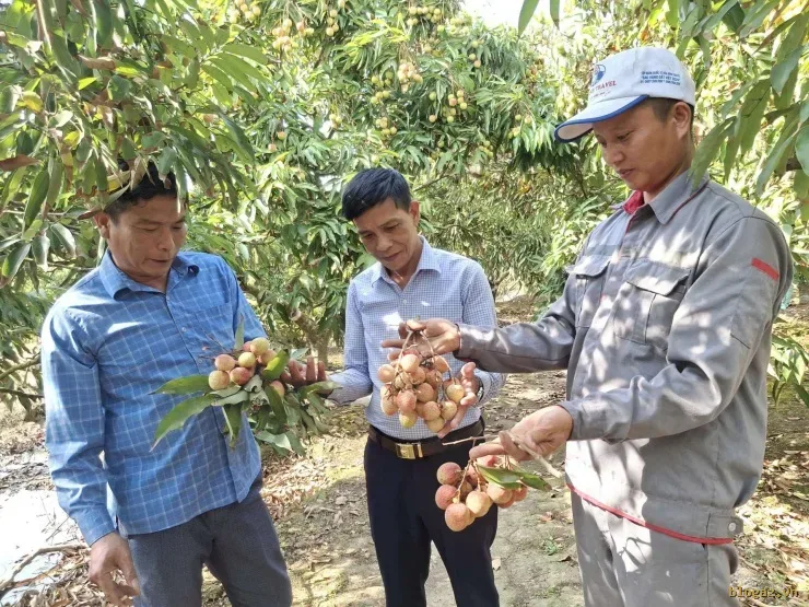 Lãnh đạo Hội Nông dân xã Hà Đông đến thăm vườn vải của gia đình anh&nbsp;Phạm Văn Tân. Ảnh: Thu Thuỷ
