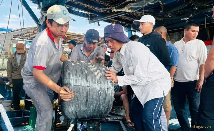 Mực được phơi khô, đóng gói cẩn thận trong mỗi chuyến biển