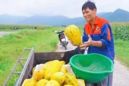 Loại Quả "Bỏ Đi" Biến Thành Đặc Sản Mứt Tết, Hái Ra Tiền