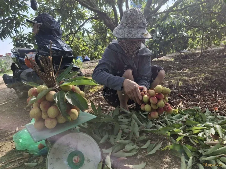 Vải U Trứng Trắng "Vua" Đầu Mùa: Nông Dân Hải Phòng Trúng Lớn Với Mức Giá Gấp 3 Lần Vải Chính Vụ