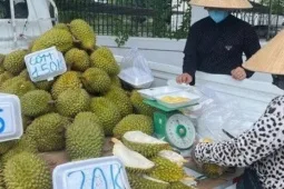 Sầu Riêng Việt Nam "Đau Đầu" Vì Cadimi: Giải Pháp Nào Cho Trái Cây Tỷ Đô?