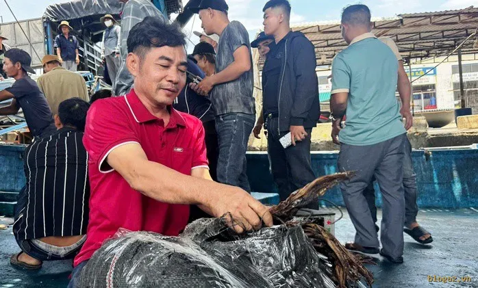 Biển Quảng Ngãi "vàng" mùa mực khô: Chuyến đi 2 tháng, ngư dân bỏ túi 8-9 tỷ đồng