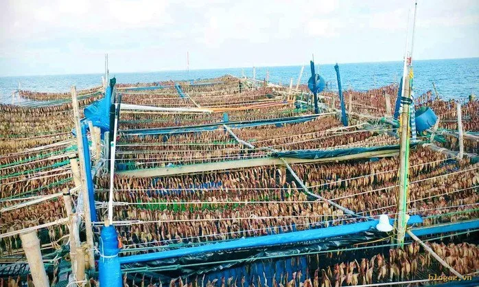 Mực sau khi câu được, ngư dân phơi khô ngay ngoài biển