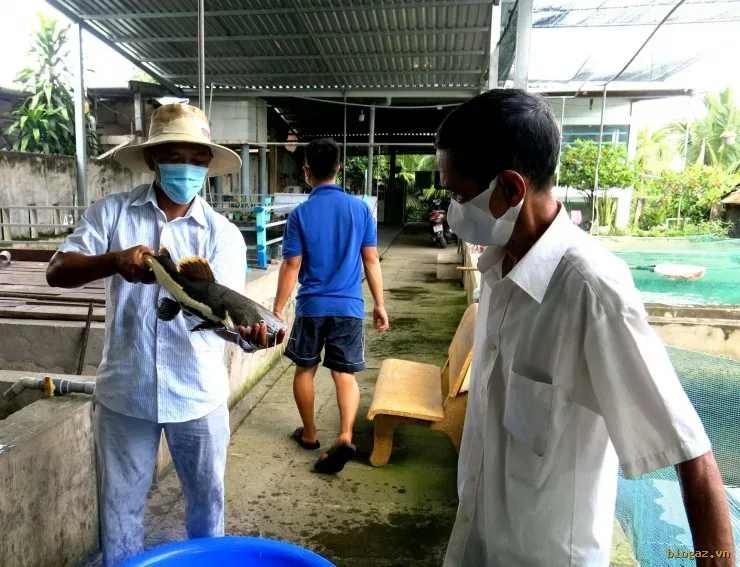 Ông Tư Mật (phải) trong khu ương cá. Ảnh: T.Đ