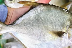 Loại cá bình dân, giá rẻ, bán đầy chợ Việt bổ ngang tổ yến