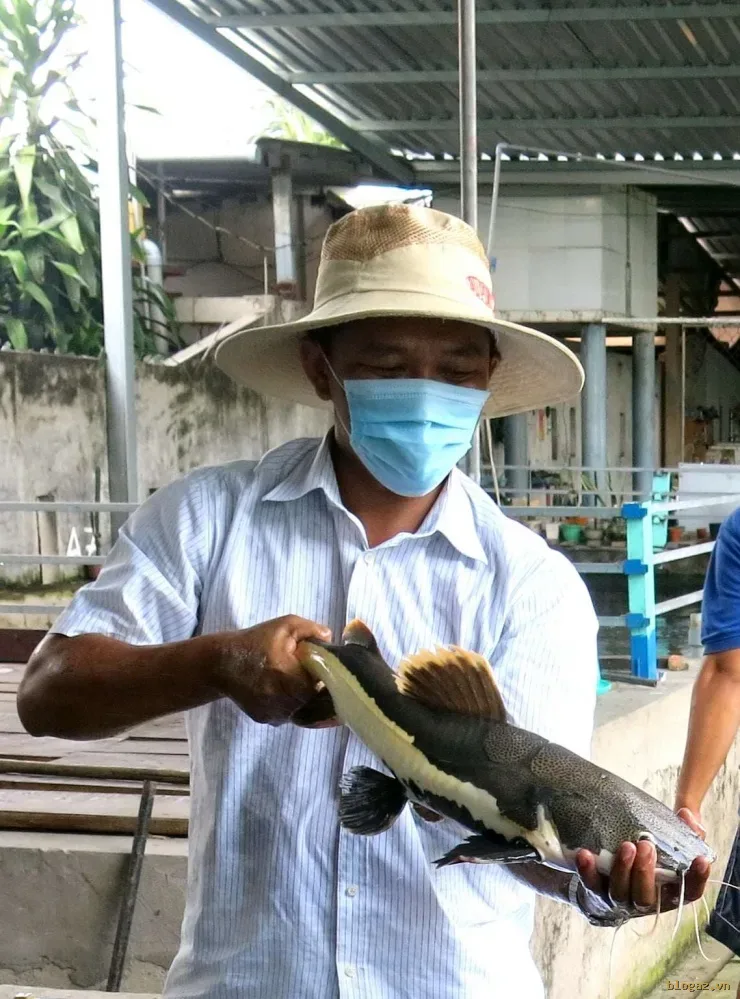 Nuôi thành công "vua cá" Mekong, nông dân Đồng Tháp "hái" bạc tỷ