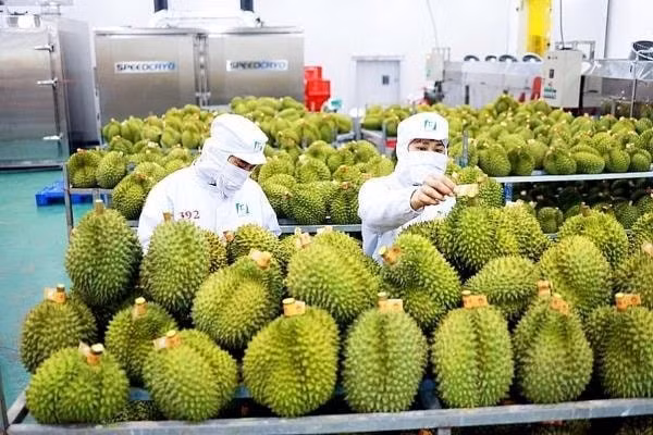 Sầu Riêng Rớt Giá Sau Kiểm Nghiệm Cadimi: Việt Nam Đàm Phán Cùng Trung Quốc Mở Rộng Phòng Xét Nghiệm