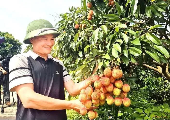 Anh Ngô Văn Cường, chủ nhân vườn vải có giá kỷ lục 150.000/kg. (Ảnh: TL)