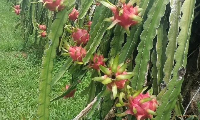 Thanh Long Rớt Giá Thảm: Nông Dân Thua Lỗ, Thị Trường Báo Động Đỏ