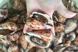 "Lộc Trời" Biển Cả: Ốc Giác Khổng Lồ, Giá Triệu Đồng Vẫn "Cháy Hàng" Dù Khó Mua