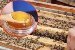 Rừng Sim Nở Rộ: Mùa Săn "Vàng Lỏng" Hái Bạc Triệu Từ Mật Ong Rừng