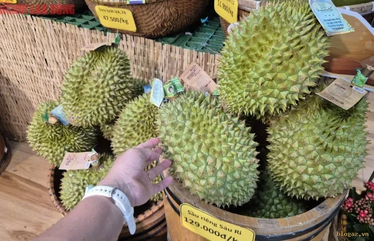 Sầu Riêng Mùa Vàng, Giá Vườn Rớt Đáy, Vì Sao Lẻ Vẫn Neo Cao?