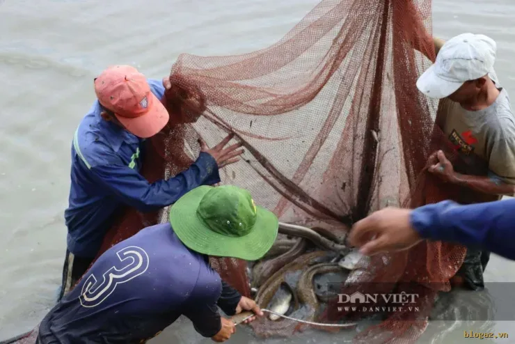 "Vua" cá chình, bống tượng ở Cà Mau Nguyễn Hữu Ánh cho biết, tất cả 45 ao nuôi của gia đình ông đều áp dụng sản xuất theo tiêu chuẩn VietGAP, nhờ vậy sản phẩm cá của ông sạch, an toàn cho người tiêu dùng. Ảnh: An An