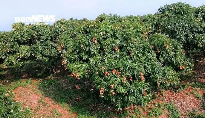 Những cây vải u trứng sai trĩu quả. (Ảnh:TL).