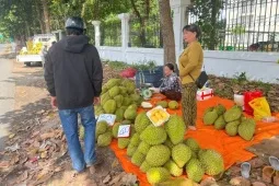 Hình ảnh nhà vườn ở Cần Thơ "ồ ạt " ra vỉa hè bán sầu riêng giá rẻ bèo