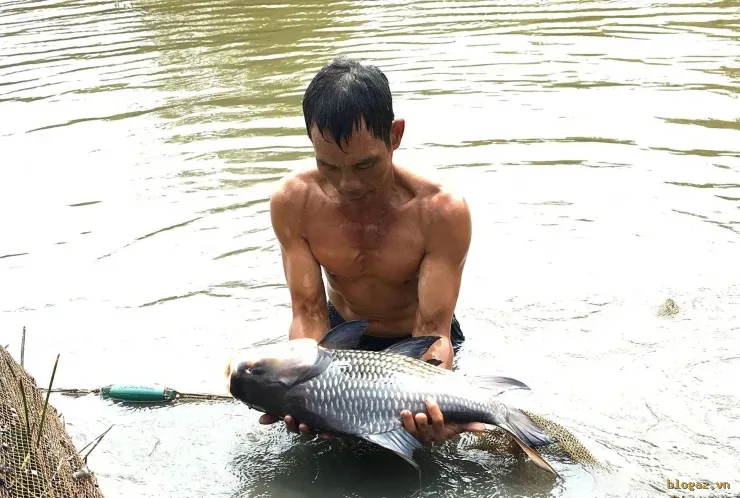 Cá hô "khủng" trong trại nhà ông Mật. Ảnh: T.Đ